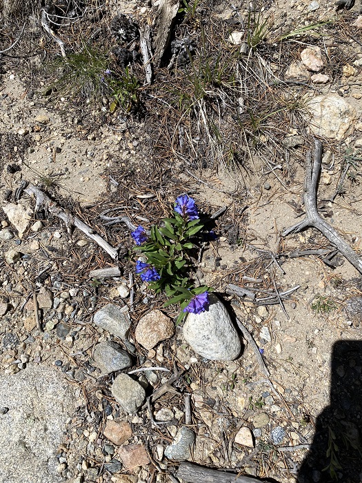 Yet More Purple Flowers