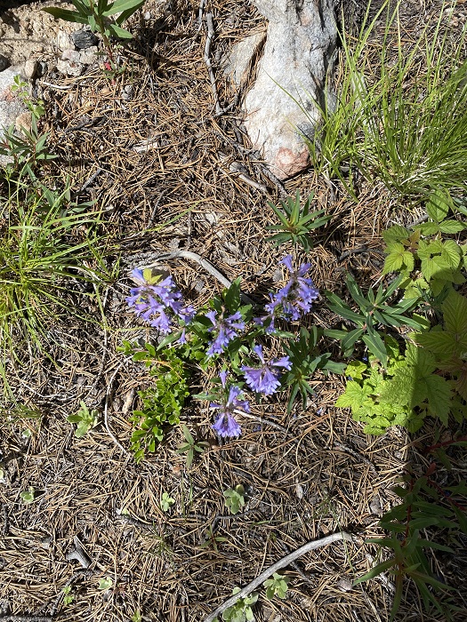 And More Purple Flowers