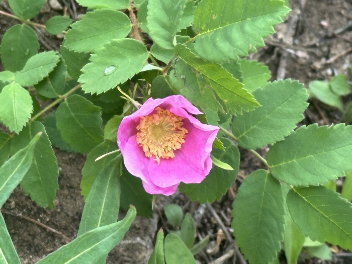 Another Wild Rose