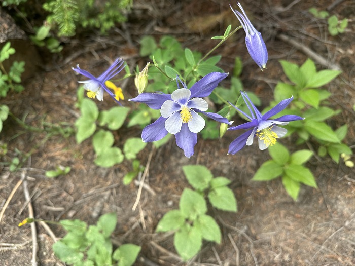 Blue Columbines