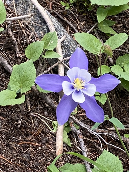 A Lone Blue Columbine