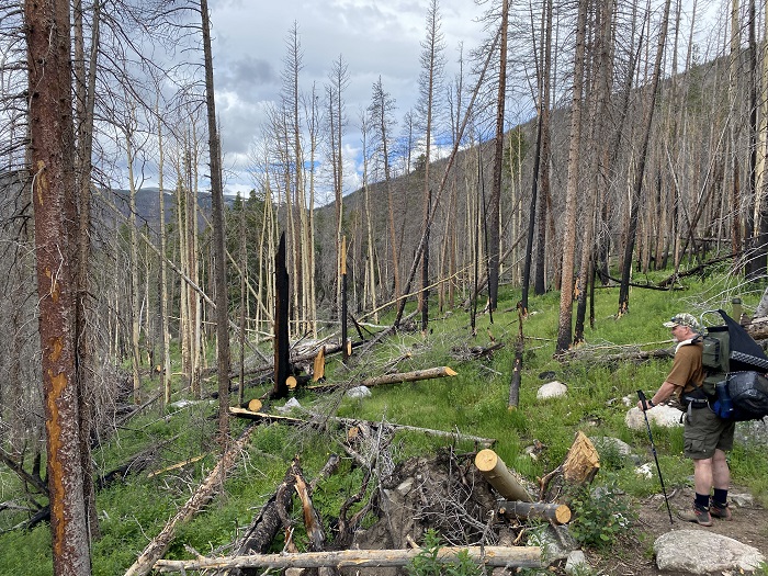 Burned and Dead Trees