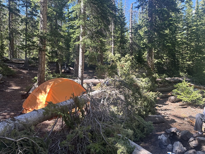 A Tree in the Middle of Our Campsite