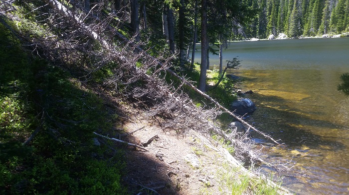 Two Trees Blocking the Path