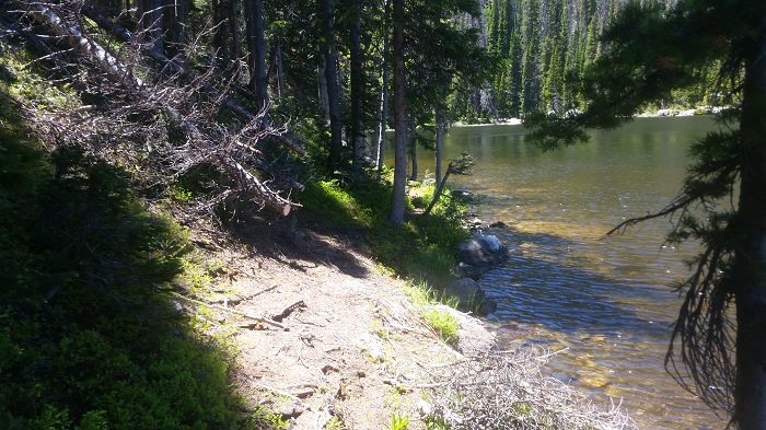 The Two Trees No Longer Blocking the Path