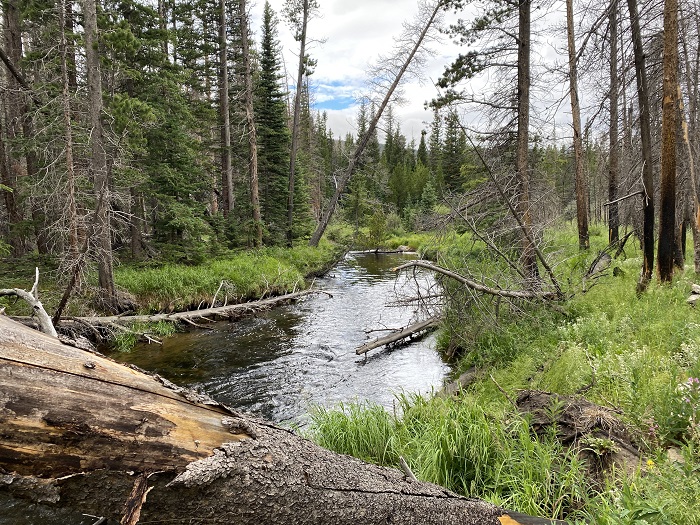 The Creek