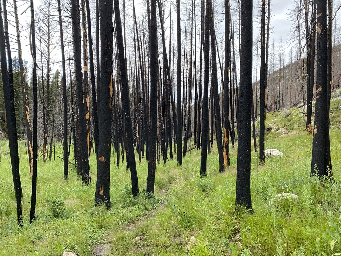Burned Trees and New Grass Contrast