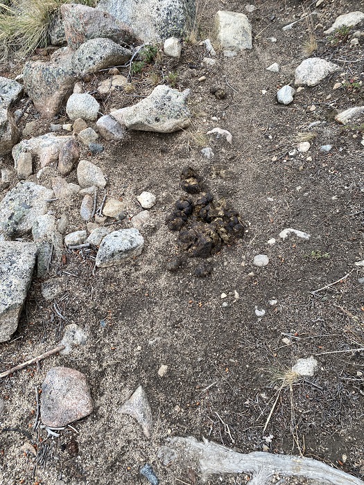 Horse Scat