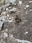 Horse Scat