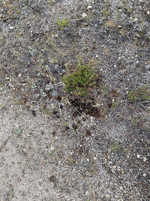 Deer Scat