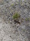 Deer Scat