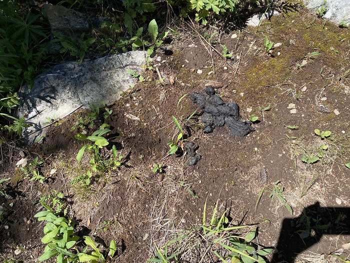 Bear Scat