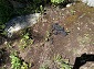 Bear Scat