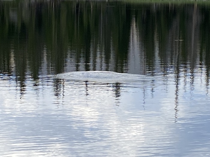 A Surfacing Fish