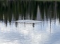 A Surfacing Fish