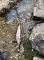 A 9-inch Cutthroat Trout