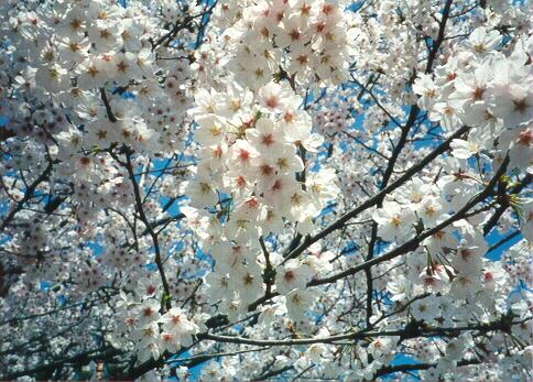 Close Up Of Cherry Blossoms