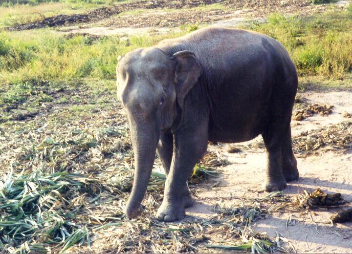 The Elephant Tour -- The Baby Elephant Walks