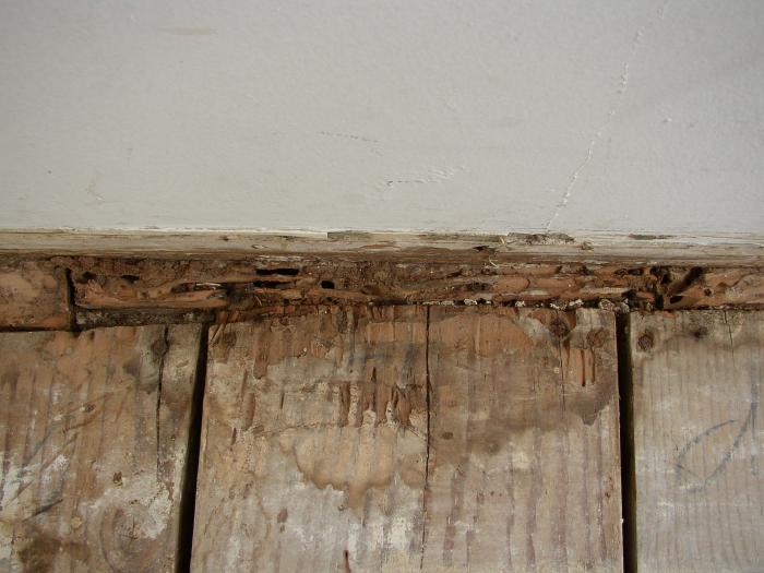 Close-Up Of Termite Damage